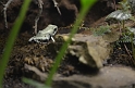 Kids_DZoo_Safari-I (70)